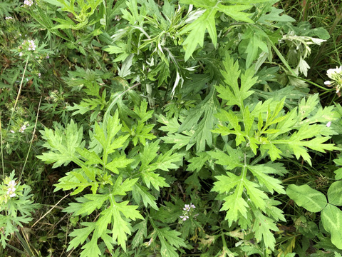 【旬の香味野菜セット】5月上旬まで自然農法栽培　パクチー200gとよもぎ200gセット　香りの良い美味しいパクチーと共に季節のお野菜山菜などサービスでお入れしてお届け致します