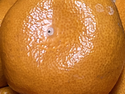 【超訳あり】完熟熟成みかん　10㎏（農家はジュース等に使用）