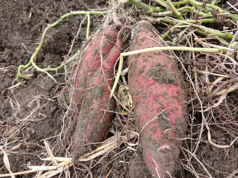 さつまいも【ほくほく・ねっとり食べ比べ】【３種MIX】   約2kg(6〜9本)　土付き【数量限定】