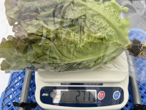 さかなが作った究極のスペシャリティ野菜　リーフレタス&サニーレタスセット270g ×2株