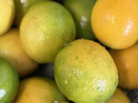 農薬不使用いちご＆農薬不使用レモン&特別栽培巨峰ノンシュガージャム6本セット【熨斗対応】お中元、ご贈答に