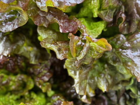 淡路島からお届け！【朝どれサニーレタス（3株）】