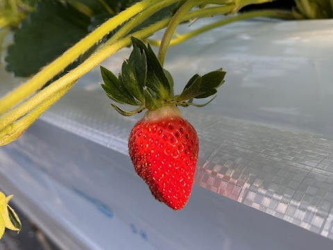 濃い味！The Berry(スターナイト）　約300ｇ×2ｐ