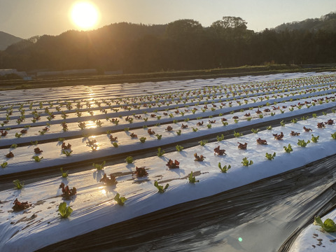 4kg【数量限定】農薬不使用のリーフレタス！今だけの柔らかいレタスが食べれる！