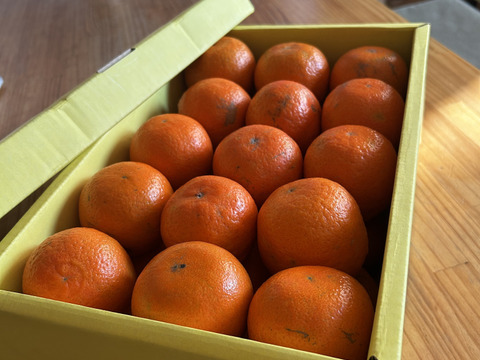 完熟タンカン　ご家庭用（5kg）Sサイズ限定