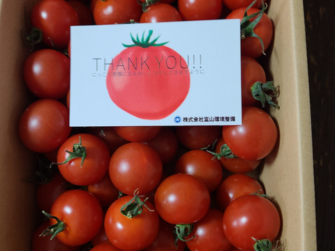 濃厚な旨味！酸味・甘味のバランス抜群！最高峰のミニトマト『フォレストフルティカ』1kg×1箱