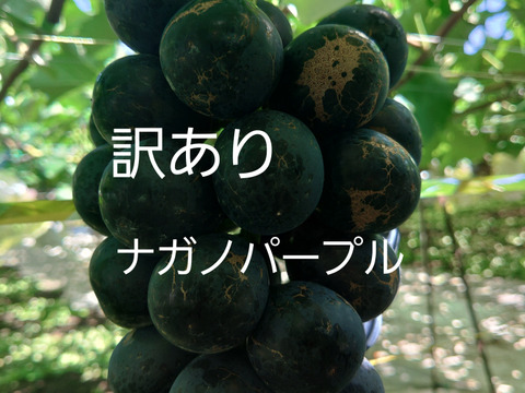 大粒【訳あり】R6年産#種なし＃皮ごと食べれる！
　　【ぶどうナガノパープル 長野産】