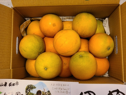 【朝市限定】3kgとみこばぁばのバレンシアオレンジ【希少種】