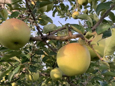 甘さならこのりんごです！葉取らず栽培りんご『トキ』　ご自宅用３Kg　９個から１１個入り
