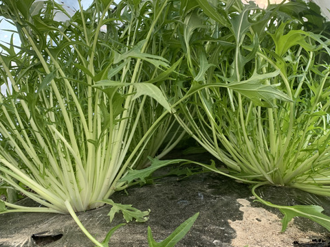 淡路島からの野菜4種❣️お任せセット(^-^)v❣️野菜セット