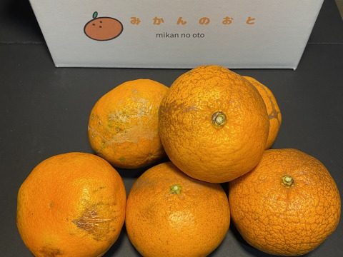 【規格外】【加工用】暴れん坊の甘平、見た目は荒れても味は嘘をつかない  加工にするなら、シッカリ酸味の残ったこの時期限定！