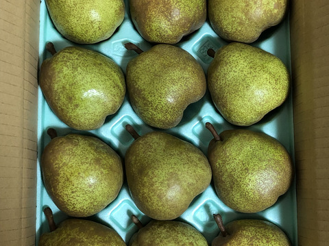 山形県産　ラフランス　3kg 「濃厚芳醇な香りと滑らかな舌触り！」