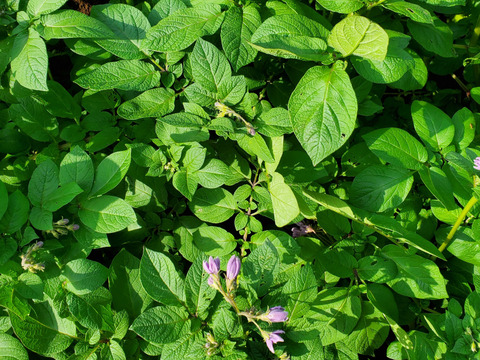 丸ごとローストが最高！ほくほく甘い『グラウンドペチカ』小ぶりサイズ | 五島産じゃがいも ２kg