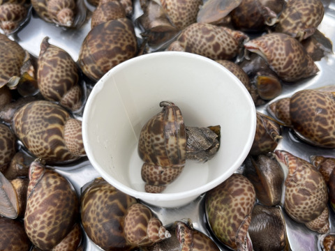 秋田県産　生きてます！黒バイ貝2ｋｇ。60個前後　貝類好きにオススメ