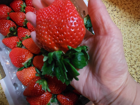 【みんなで食べ比べ】3品種以上の朝採り朝採り完熟苺（1ｋｇ）