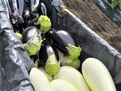 ナス好きのための🍆食べ比べセット3ｋｇ