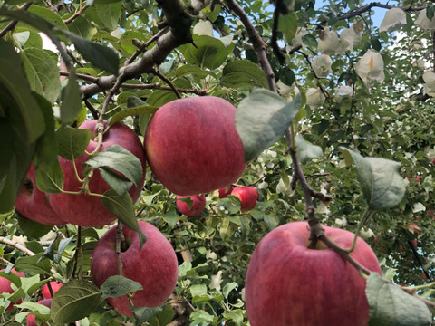 せとうち周防大島　りんごジャム