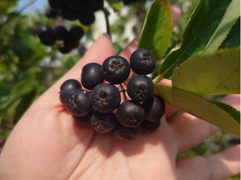 【期間限定】魅惑のスーパーフルーツ！ポリフェノール！生アロニア（250g）