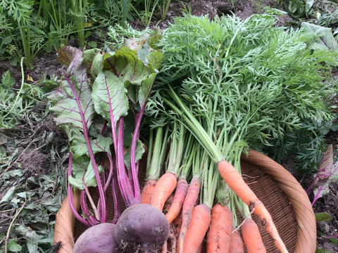 季節の野菜セット