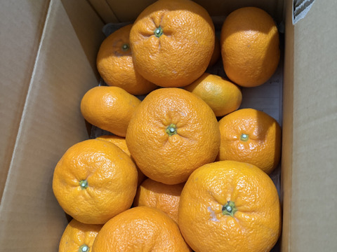 加工品用 蔵出し貴少品種　ひめのか【ミカン】　箱込み4.5キロ