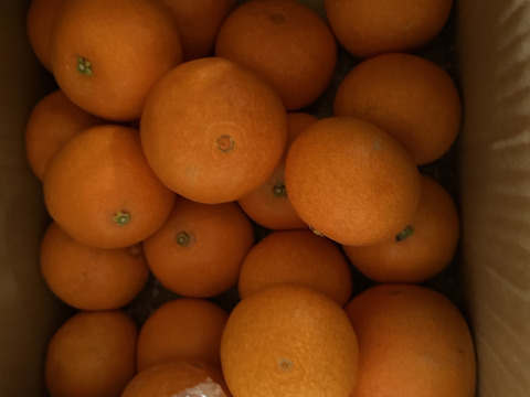 訳あり　瀬戸内海まどんな5kg【愛媛果試第28号】