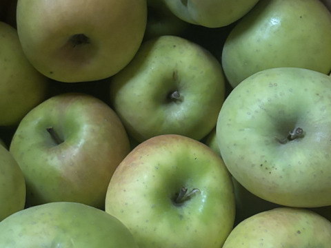 🍏売り尽くし🍏黄色りんご「もったいない」レスキュー便　【規格外品】３Kg　９個から１５個入り