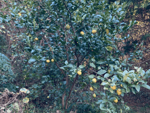 レモン　自然栽培  ユーレカ　香りが良い品種