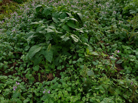 旬の野菜15種類詰め合わせセット