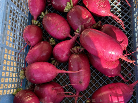 中まで赤い！紅くるり大根/期間中農薬、化学肥料不使用(1キロ)