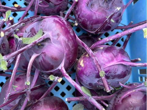 紫のコールラビ1.5kg
