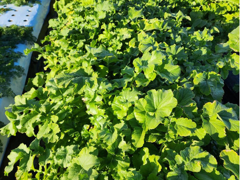 【栽培期間中農薬不使用】聖護院大根4kg以上（２〜3玉）煮炊きものに最適！サイズ不揃いのご自宅用で数量限定販売です！