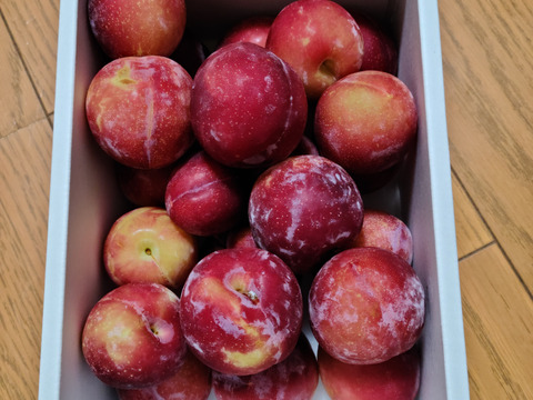 ７月予約【激甘酸っぱフルーティ】サンタローザスモモ【プラム】約1300g