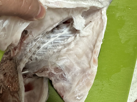 長崎市フルーツ魚　ゆうこう真鯛　一尾1〜1.2キロサイズ　　鱗と内臓処理済み。

熨斗付き可