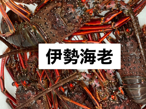 天然物！　熱海産　伊勢海老2キロ