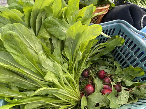 カラダが喜ぶ!!旬のお野菜セット7~8種類【おまかせ60】