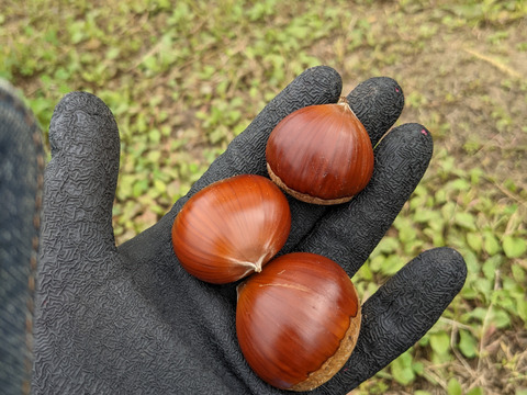 ポン様　生栗5キロ　クール便 クール便 愛媛の栗 生栗 秀品 3Lサイズ 3kg 送料無料