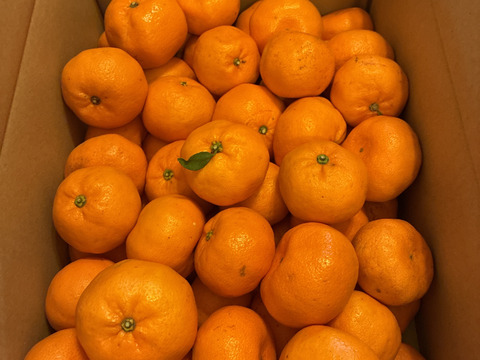 【新品種】「あおぽんミカン」5㎏。サイズ混合。