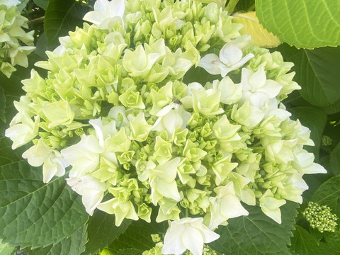 【生花（3本〜5本）】アジサイ・花束・プレゼント可能！もふもふのアジサイ（紫陽花）！淡いブルーやグリーンが混ざった繊細な色合いがとても魅力的！