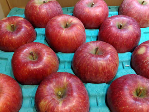 令和7年11月発送★シャキシャキ葉とらずふじりんご5㎏(10～20玉)【特別栽培農産物】【長野県産】