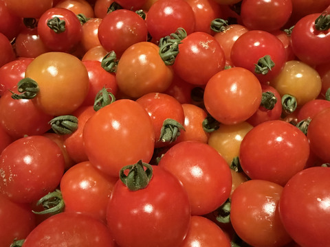 糖度8度前後｜味はそのまま
プレミアムルビー〈常温・家庭用〉訳あり 1kg
（福島県大熊町産・サンゴ砂礫農法）