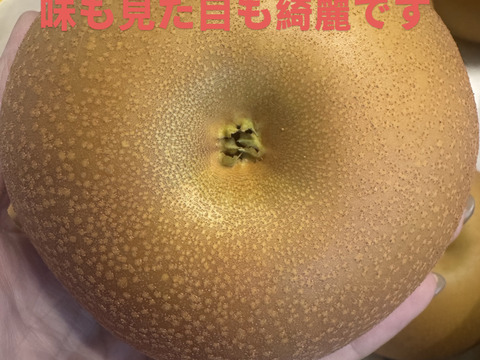 新高梨 あきづき梨 食べ比べセット 栃木産　3キロ(5-6個)