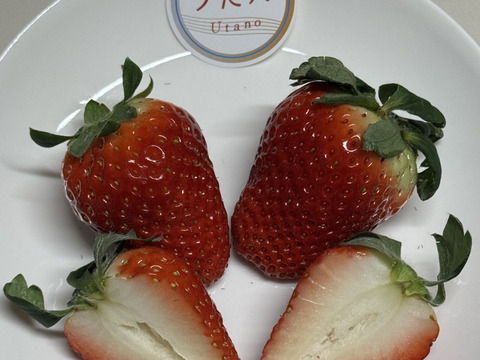 三重県オリジナル品種【うた乃】と章姫、紅ほっぺ、よつぼし、かおり野5品種の食べ比べスペシャルセット1箱1.0kg~1.3kg