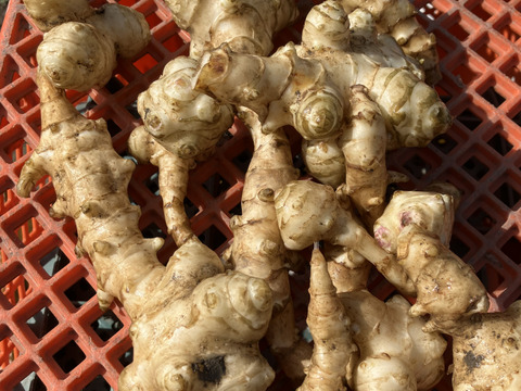 おおふくの菊芋 5キロ〜生でシャキシャキ加熱でほくほく〜 京都府産農薬不使用有機肥料栽培