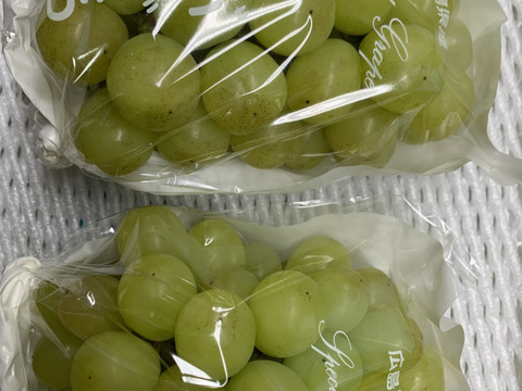 訳あり】愛情たっぷりシャインマスカット【ご家庭用】(約1.2kg)：広島
