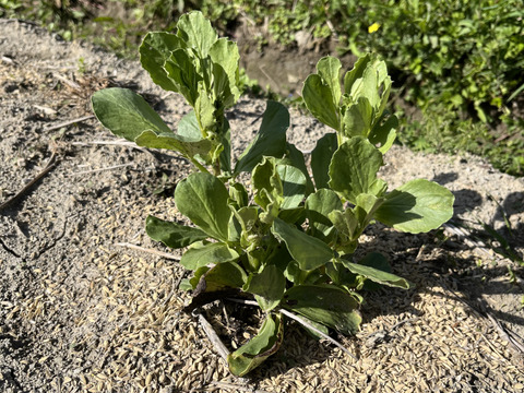 そら豆1kg 【丹波篠山産】