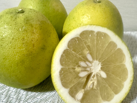 もったいない！熊本県 摘果 河内晩柑 9kg