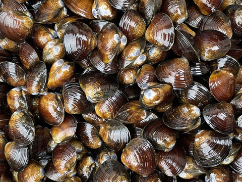 津軽の味！活しじみ3kg小サイズ知る人ぞ知る十三湖産