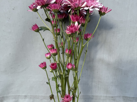 【訳あり⠀】葉っぱなしスプレーマム10本セット