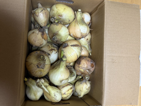予約商品【ちょこっと訳ありでも味は同じ】淡路島産 新玉ねぎ 5kg