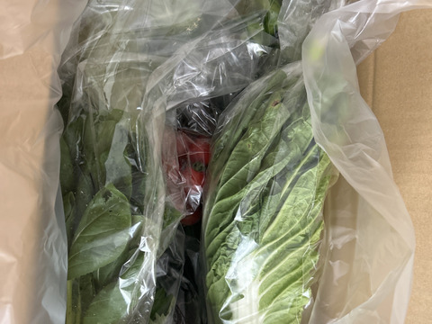 【10日分の野菜！】旬の野菜セット9～12品【農薬・化学肥料不使用】